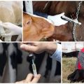 Galvijų vakcinacijos nuo gimimo schema ir grafikas, kokie skiepai skiriami gyvūnams