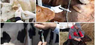 Esquema i calendari de la vacunació de bestiar des del naixement, quines vacunes es donen als animals