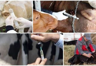 Scheme and schedule of cattle vaccination from birth, what vaccinations are given to animals