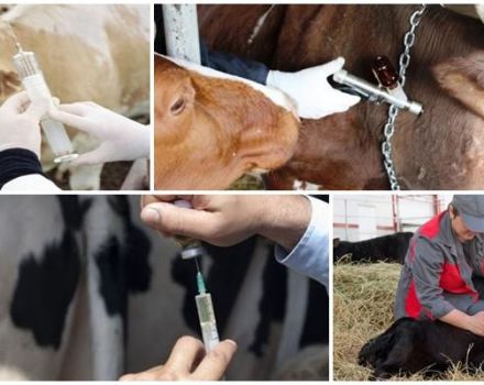 Naudan rokotusohjelma ja aikataulu syntymästä alkaen, mitä rokotuksia eläimille annetaan
