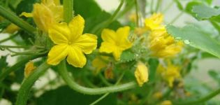 Why cucumbers bloom, but do not tie: what to do, how to spray and process