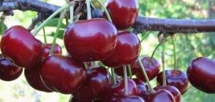 Beskrivelse af den røde kirsebærsort, udbytteegenskaber og kultiveringsfunktioner