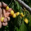 Beschreibung der Kirschen der Sorte Drogana Yellow, Anpflanzung, Pflege und Bestäubung