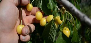 Descrizione delle ciliegie della varietà Drogana Yellow, semina, cura e impollinazione