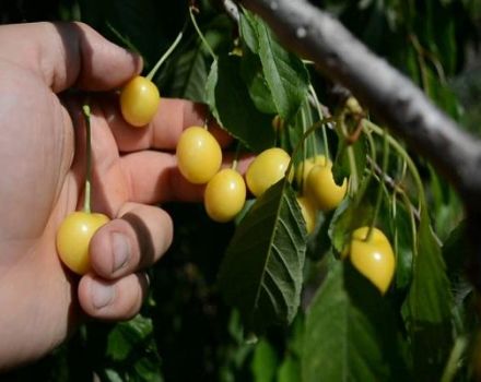 Descripción de las variedades de cerezas Drogana Yellow, plantación, cuidado y polinización.
