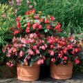 Description of varieties of ever-flowering begonias, planting and care in the open field