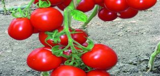 Descrizione della varietà di pomodoro Richie e delle sue caratteristiche
