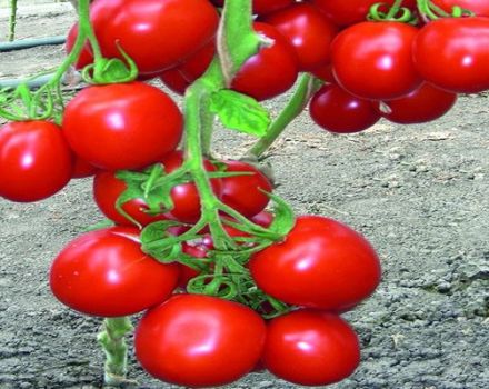 Description de la variété de tomate Richie et ses caractéristiques