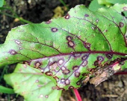 Description of beet pests and the fight against them with folk remedies
