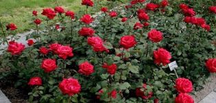 Beschrijving en regels voor het kweken van rozen van het ras Grand Amore
