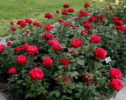 Description and rules for growing roses of the Grand Amore variety