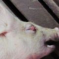 Triệu chứng và các dạng bệnh phù thũng ở lợn con, cách điều trị và phòng bệnh