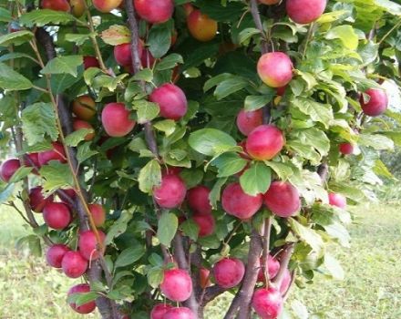 Hybridi kuvaus luumu- ja aprikoosi sharafugan maulla, ominaisuudet ja ominaisuudet