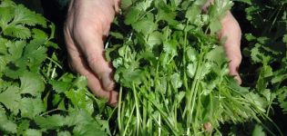 Descripción de las mejores variedades de cilantro (cilantro), propiedades útiles y cultivo.