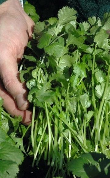 Descripción de las mejores variedades de cilantro (cilantro), propiedades útiles y cultivo.