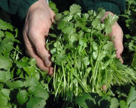 Descripció de les millors varietats de coriandre (cilantro), propietats útils i cultiu