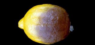 Oorzaken van citrusziekten en plagen en controlemaatregelen