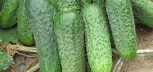 Beschrijving van de Parker F1-komkommervariëteit, kenmerken van teelt en verzorging