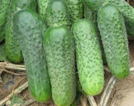 Descrizione della varietà, coltivazione e cura del cetriolo Parker f1