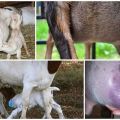 Qué hacer con una pequeña cantidad de leche en una cabra después del parto y cómo aumentar