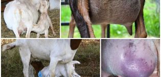 Ką daryti su nedideliu kiekiu ožkos pieno po ėriuko ir kaip padidinti
