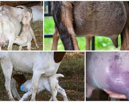 What to do with a small amount of milk in a goat after lambing and how to increase