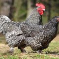 Beschreibung und Eigenschaften von Mechelen-Kuckuckshühnern, Aufbewahrungsregeln