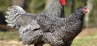 Description and characteristics of Mechelen cuckoo chickens, rules of keeping