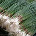 What varieties of onion seeds are best planted for forcing feathers on greens