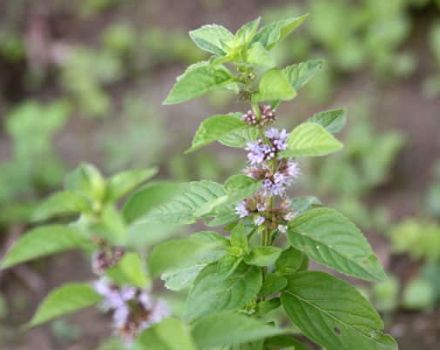 Description of the field mint variety, medicinal properties and contraindications