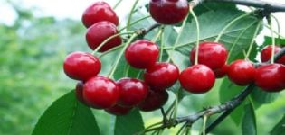 Description et caractéristiques de la variété de cerisier Bystrinka, histoire, plantation et soins