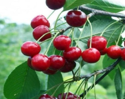 Descrizione e caratteristiche della varietà di ciliegie Bystrinka, storia, caratteristiche di impianto e cura