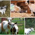 Descrizione delle mini-capre nane e regole per mantenere una razza decorativa