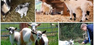 A törpe mini kecskék leírása és a dekoratív fajta tartásának szabályai