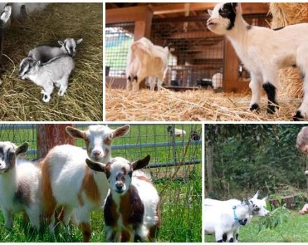 Cüce mini keçilerin tanımı ve dekoratif bir cins tutmak için kurallar