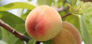 Kiovan varhaisen persikkalajikkeen kuvaus, istutussäännöt ja hoito