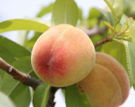 Description of the Kiev early peach variety, planting rules and care