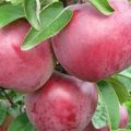 Az Alesya almafajta leírása és jellemzői, ültetés, termesztés és gondozás
