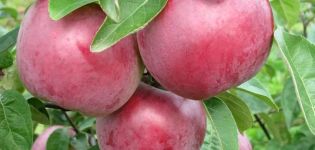 Alesya-omenalajikkeen kuvaus ja ominaisuudet, istutus, kasvatus ja hoito