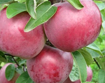 Descrizione e caratteristiche della varietà di mele Alesya, semina, crescita e cura