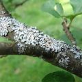 Why does mold appear on the trunk of an apple tree and how to deal with the disease, prevention