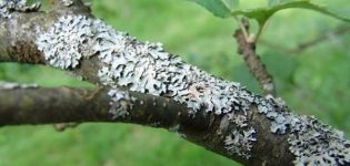 Pourquoi la moisissure apparaît-elle sur le tronc d'un pommier et comment faire face à la maladie, prévention