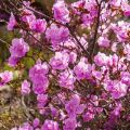 A Ledebour rododendron fajta leírása, ültetés és gondozás, termesztési jellemzők
