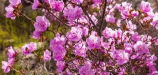 A Ledebour rododendron fajta leírása, ültetés és gondozás, termesztési jellemzők