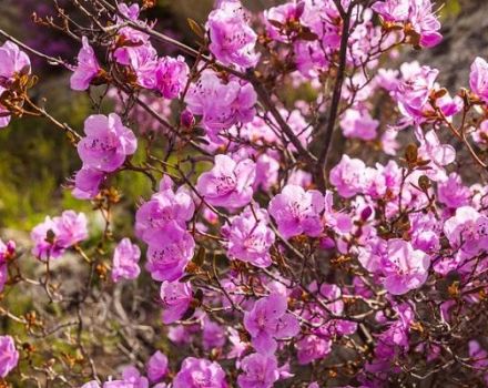Opis odmiany rododendronów Ledebour, sadzenie i pielęgnacja, cechy uprawne