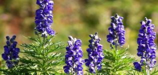 Planting and caring for aconite in the open field, cultivation and breeding methods