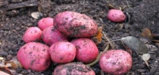 Περιγραφή της ποικιλίας πατάτας οικοδέσποινα, χαρακτηριστικά καλλιέργειας και απόδοση