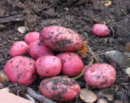 Opis odrody zemiakov Hosteska, znaky pestovania a úrody