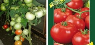 Description of the tomato variety Wolverin and its characteristics