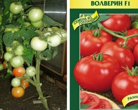 Descripción de la variedad de tomate Volverin y sus características